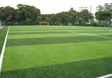 足球場草坪